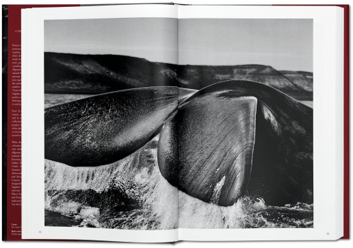 Grafika produktu: Sebastião Salgado. GENESIS