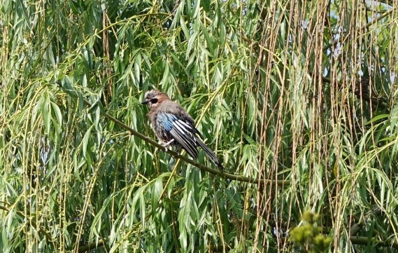 Ornithological walk through with Stanislaw Łubieński