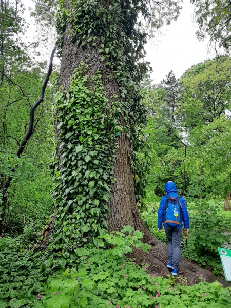 Botaniczne opowieści