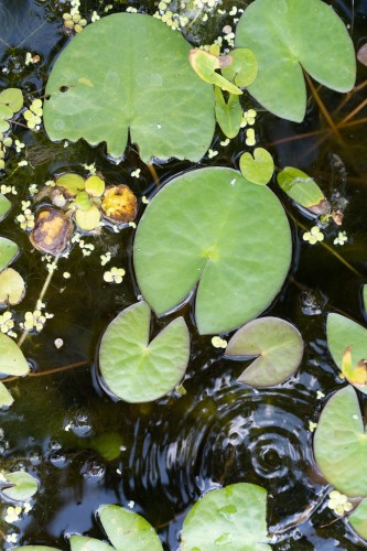 Grafika do wystawy WATER VASE. Aquatic botany at Plac Małachowskiego