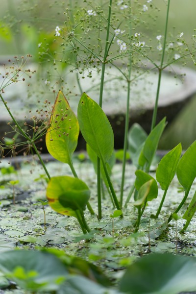 Grafika obiektu: WATER VASE. Aquatic botany at Plac Małachowskiego