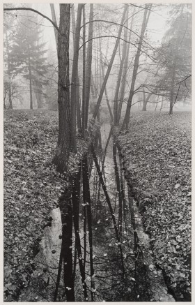 Zdjęcie pracy Brook and Trees, Warsaw